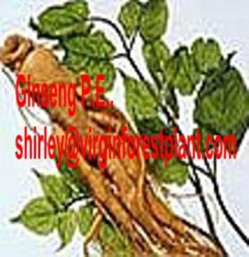 Ginseng P.E. (Shirley At Virginforestplant Dot Com)